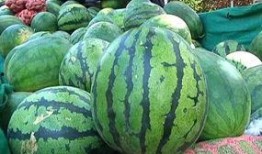 免费可选择吃瓜,揭秘网络时代的娱乐狂欢