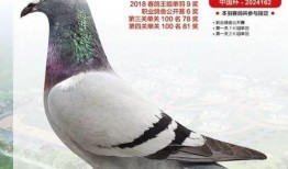 鸽王稻草爆料视频大全,揭秘网络红人幕后真相