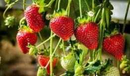 草莓种植爆料视频大全集,揭秘视频大全集精华