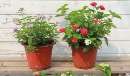 最新偷鱼爆料视频大全图片,视频大全图片揭秘惊心动魄瞬间