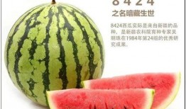 婷儿户外免费吃瓜,婷儿户外免费畅享夏日瓜果盛宴