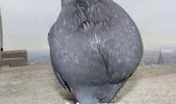 鸽王稻草爆料视频大全,揭秘网络红人幕后真相