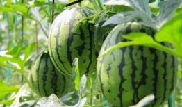 吃免费瓜群,揭秘吃瓜群背后的狂欢世界