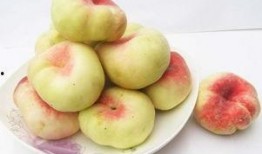 新疆蟠桃爆料新闻视频,神秘果王背后的传奇故事