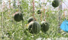 和县网红吃瓜事件视频最新,一场网络狂欢背后的真相揭秘