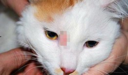 军需新皮肤最新爆料白猫,军需风采，时尚与力量的完美融合