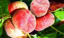 新疆蟠桃爆料新闻视频,神秘果王背后的传奇故事