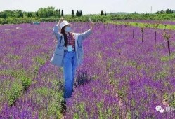 胶州市新闻爆料,突发事件引发关注，市民热议！