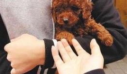 圈内泰迪爆料图片,揭秘明星私照背后的故事