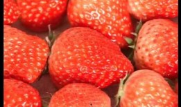 草莓种植爆料视频大全集,揭秘视频大全集精华