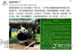 美国人爆料熊猫视频播放