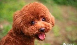 圈内泰迪爆料图片,揭秘明星私照背后的故事