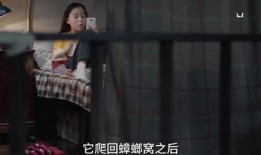 小雅姐姐爆料视频大全集,揭秘幕后真相与精彩瞬间