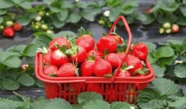 草莓种植爆料视频大全集,揭秘视频大全集精华