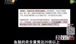 鱼爆料视频大全,揭秘网络热点背后的真相