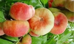 新疆蟠桃爆料新闻视频,神秘果王背后的传奇故事