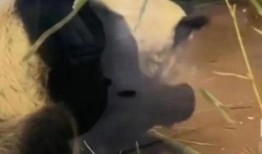 美国人爆料熊猫视频播放