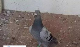 鸽王稻草爆料视频大全,揭秘网络红人幕后真相