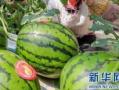 更多网红吃瓜爆料群,揭秘娱乐圈幕后真相